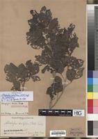 Image result for Allophylus rubifolius