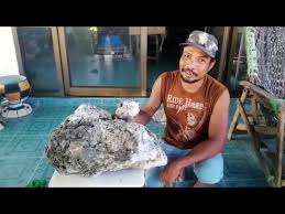 Glándulas y demás sustancias de origen animal utilizadas para la preparación de productos farmacéuticos, frescas. No Todo Es Basura Un Hombre Encuentra Vomito De Ballena Valorado En Mas De Medio Millon De Dolares Video Rt