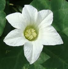 Image result for Coccinia grandis