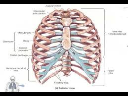 The abdominal wall is the wall enclosing the abdominal cavity that holds a bulk of gastrointestinal viscera. Two Minutes Of Anatomy True Ribs False Ribs Youtube