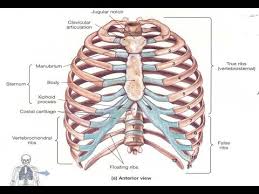 Maybe you would like to learn more about one of these? Two Minutes Of Anatomy True Ribs False Ribs Youtube