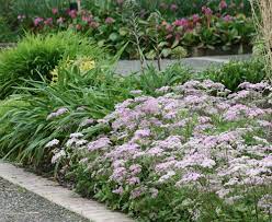 The name chaerophyllum or χαιρέφυλλον is from greek meaning chervil. Great Plant Picks Unbeatable Plants For The Maritime Northwest Garden