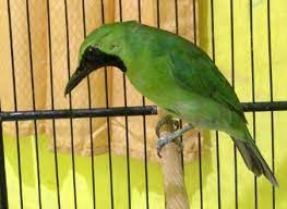 Daftar Harga Burung Cucak Ijo Terbaru 2020