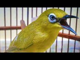 Pleci ini sering disebut juga pleci kacamata gunung. Pleci Mata Putih Lokal Muria Top Perform Pleci Setting Youtube