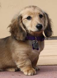 However, akc allows a small white marking on their chest. Dapple Long Haired Doxie Novocom Top
