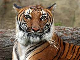 Indochinese Tiger Species Wwf Indochinese Tiger Indochinese Tiger