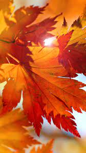 Autumn Wallpaper Phone Gambar Ngetrend Dan Viral 791 aesthetic wallpaper stock video clips in 4k and hd for creative projects. autumn wallpaper phone gambar