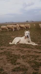 Akbas Kopek Fotograflari Fotograf Indir In 2020 Labrador Retriever Animals Rock Art
