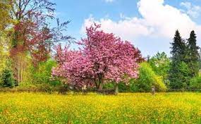 Imagini de vara pentru desktop. Peisaje De Primavara Pt Desktop Imagini Frumoase Din Natura Poze Frumoase Si Peisaje Naturale Pent Spring Landscape Spring Wallpaper Spring Desktop Wallpaper