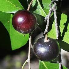 Image result for Flacourtia indica