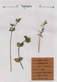 Die Vogelmiere Pflanzen Vogelmiere Weidenroschen