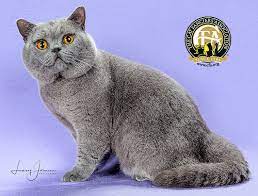 As with so many breeds, british shorthairs almost died out during world war ii, victims of food shortages that left breeders unable to feed their cats. British Shorthair Top Cats The Cat Fanciers Association Inc