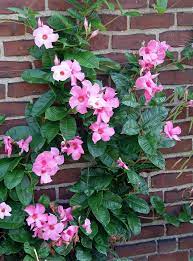 Check spelling or type a new query. Overwintering A Mandevilla Pennlive Com