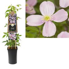 Maybe you would like to learn more about one of these? Clematis Montana Rubens Online Kaufen