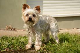 yorkshire in not e v posts facebook