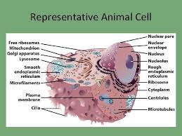 We did not find results for: Cell Structure And Function Representative Plant Cell Representative