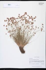 Image result for Bulbostylis trabeculata