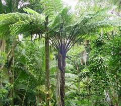 Image result for Cyathea capensis