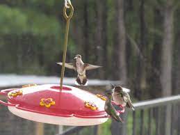 Hummingbird Nectar How To Make Homemade Hummingbird Food Hummingbird Food Nectar Recipe Hummingbird Nectar