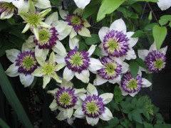 Clematis viennetta is offered in a full gallon size with free shipping! Does Anyone Grow Vienetta