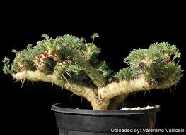 Image result for Monsonia glauca
