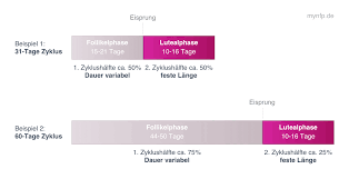 Wann ist ein zyklus verkürzt? 2 Zyklushalfte Mynfp