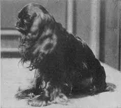 Image from page 606 of "The dog book. A popular history of…