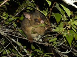 Image result for Commicarpus pilosus