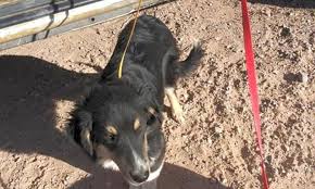 Australian shepherd rescue border collie mix adoption process 5 month olds adopting a child border collie mix puppies australian shepherd rescue labrador retriever mix 1st year great happy • australian shepherd & border collie mix • 1 year old • male • aussie rescue socal, inc. 6 Perfect Pups To Adopt Now In Colorado Springs