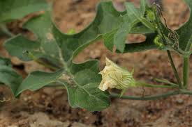 Image result for Coccinia rehmannii