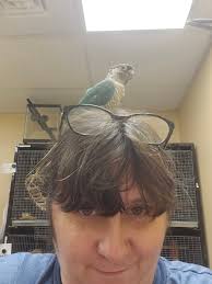 Adopting a conure with other birds at home