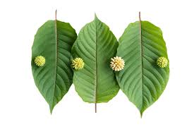 Image result for Mitragyna stipulosa