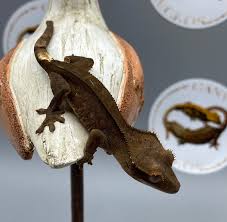 Charcoal Crested Gecko