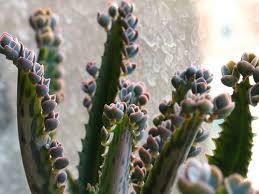 Cannabis mother plants guarantee genetic consistency, meaning that each new generation will how to select a cannabis mother plant from seed. 6 Peculiar Mother Of Thousands Varieties Succulent Alley