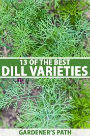 Some dill plants become floppy with age and size. 13 Of The Best Dill Varieties Gardener S Path