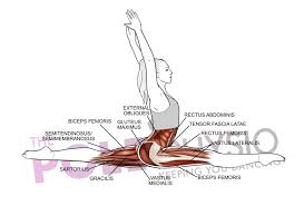 Subscribe to our property alerts! Anatomy Of A Front Split Simone Muscat Physio