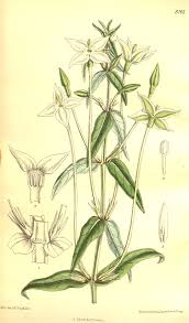 Image result for Conostomium