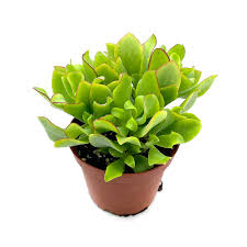 Image result for Crassula rhodesica