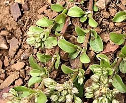 Image result for Polycarpon tetraphyllum