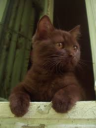 Beautiful Black Cat With Brown Eyes No Heaven Will Not Ever Heaven Be Unless My Cats Are There To Welcome Me Author Unknown Brown Cat Pretty Cats Kittens Cutest