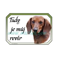 Image result for jezevčík hladkosrstý