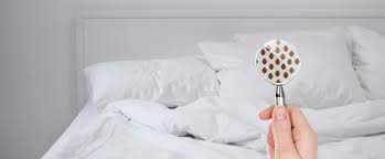 Whatever the job, large or small, san antonio pest control is ready to meet your needs and exceed your expectations! Pest Control Termite Rodent Bed Bug Control Converse San Antonio Tx