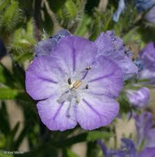 Image result for Polysphaeria lanceolata