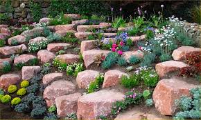 See more ideas about snacks, food, grocery. Alpine Plant Collection Pack Of 10 Alpine Rockery Plants Garden Plants