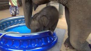 Set of seven blown glass elephant figurine set 0.5h htimports 5 out of 5 stars (190) $ 13.99. Baby Elephant Bath Time Part2 Elephantnews Youtube