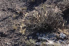 Image result for Aristida congesta