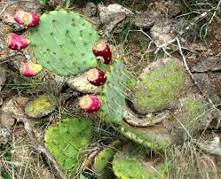 It helps if you think of cactus as a large stem with leaves (spines). Modified Stems
