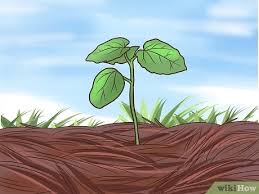 Okra is a vegetable that keeps on giving all summer long. How To Grow Okra 14 Steps With Pictures Wikihow