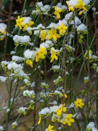 Care, pruning and growing in pots, here are the gardening tips. Jasmine Winter Care How To Keep Jasmine Over Winter