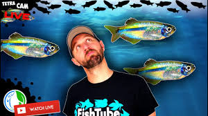 Unfollow grand tetras to stop getting updates on your ebay feed. Rare Dwarf Blue Tetras Community Breeding Tetra Fry Everywhere Youtube